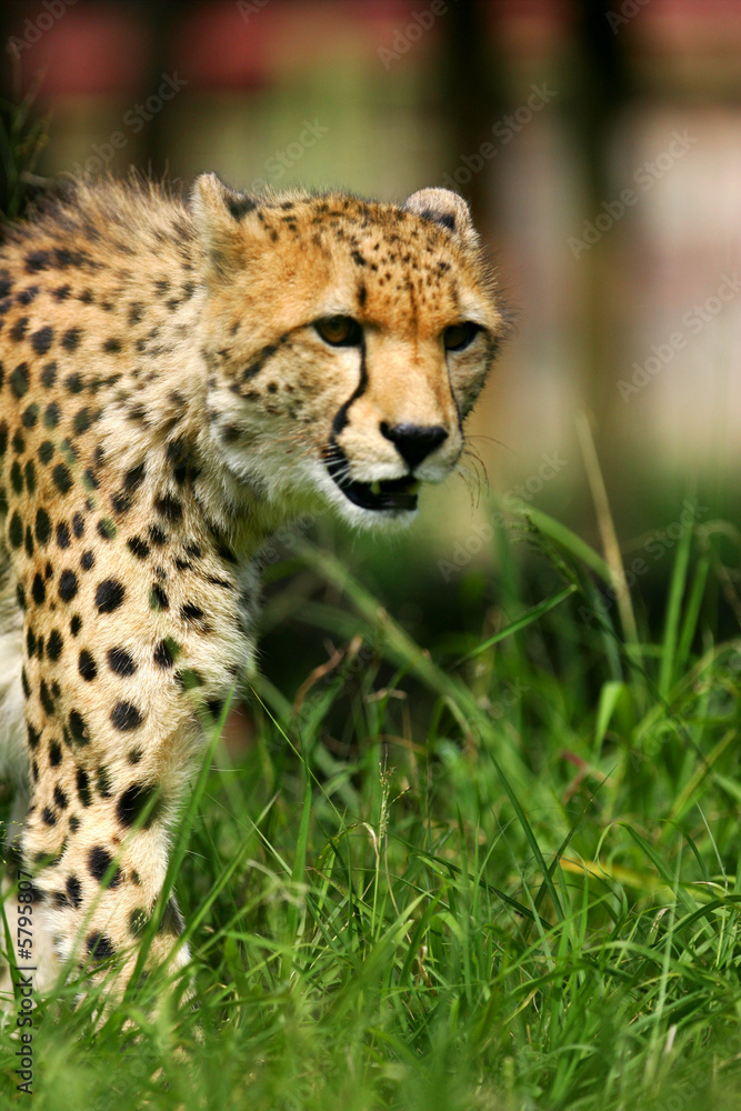 African Cheetah