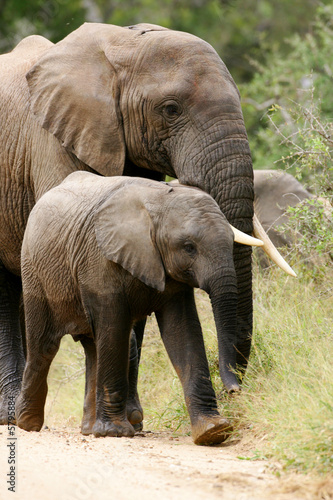 African Elephant © Kitch Bain