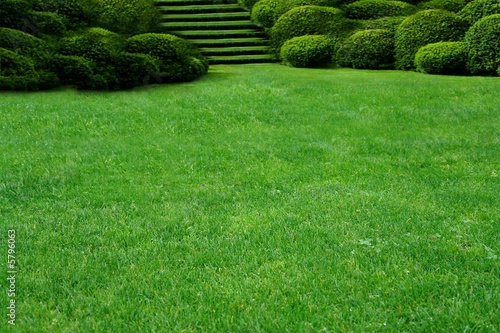 green lawn