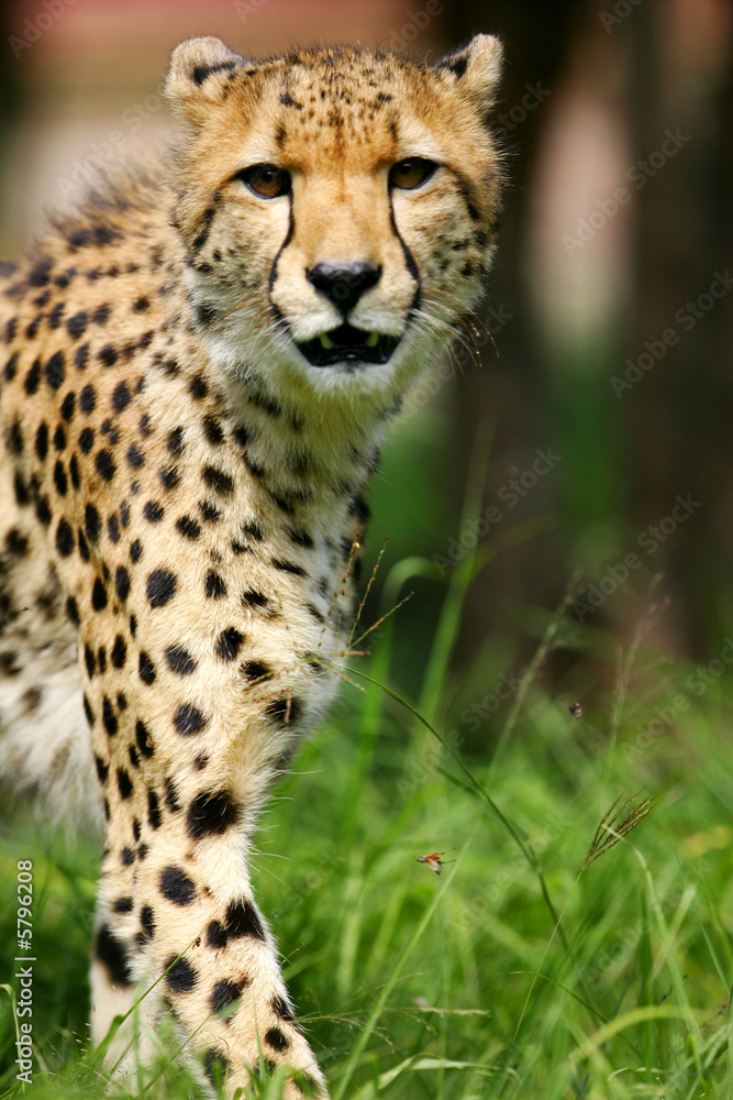 African Cheetah