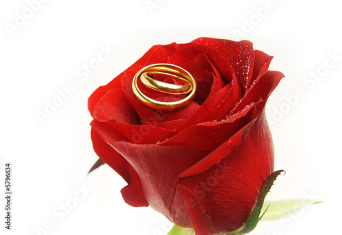 Wedding rings on the rose-bud as a symbol of love photo