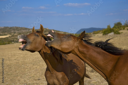 causse de blandas, chevaux © JONATHAN