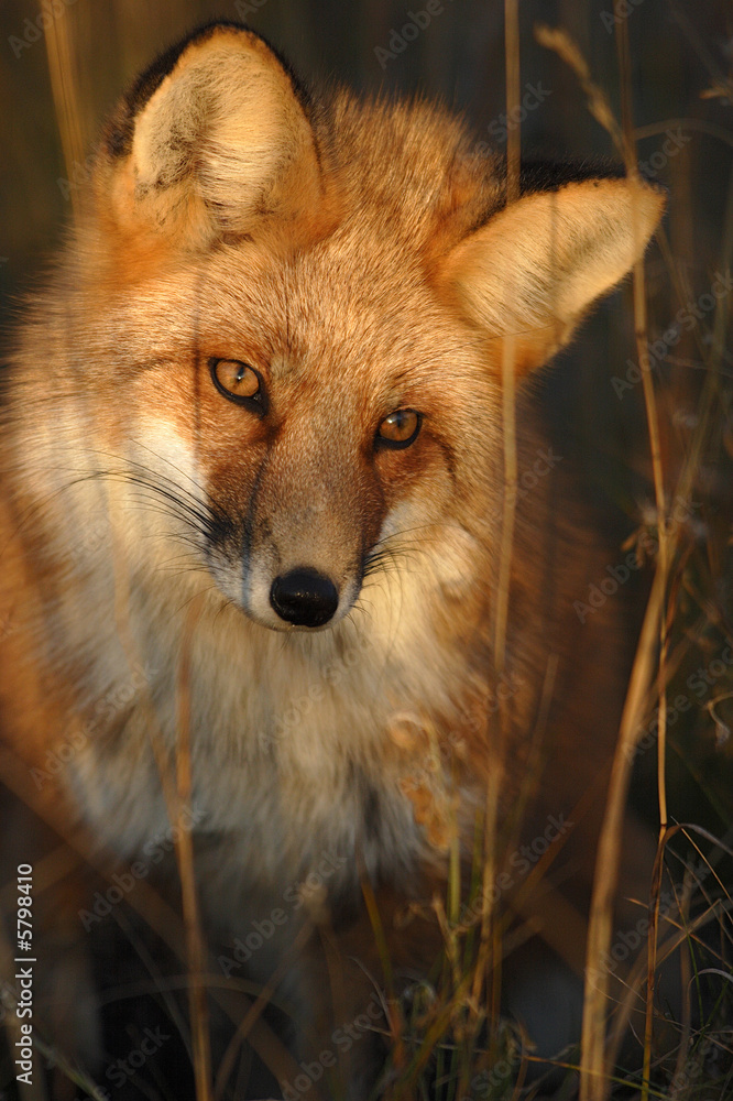 Obraz premium RENARD ROUX (RED FOX) (VULPES VULPES).PRIS AU YUKON,CANADA
