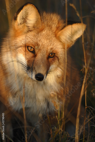 RENARD ROUX (RED FOX) (VULPES VULPES).PRIS AU YUKON,CANADA #5798410
