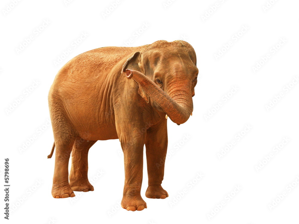 Obraz premium elephant d'asie