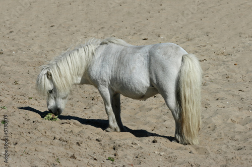 White Shetland pony on the beach, eating