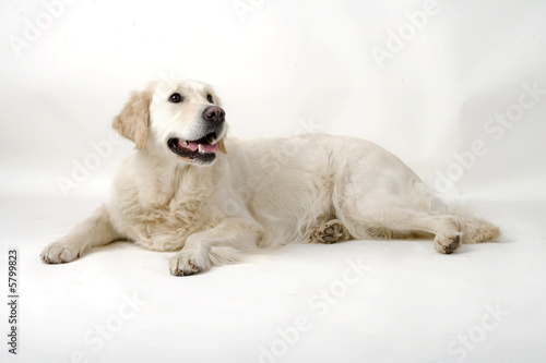 golden retriever