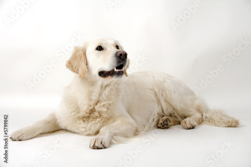 cute dog
