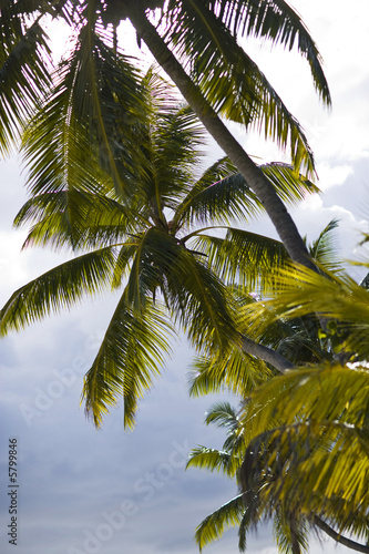 Palmiers sur ciel bleu