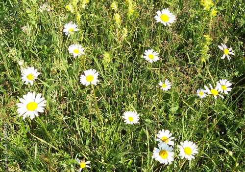 Flowers, camomiles