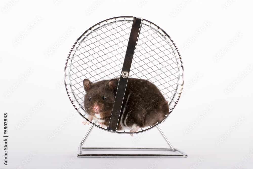 Hamster im Laufrad Stock Photo | Adobe Stock
