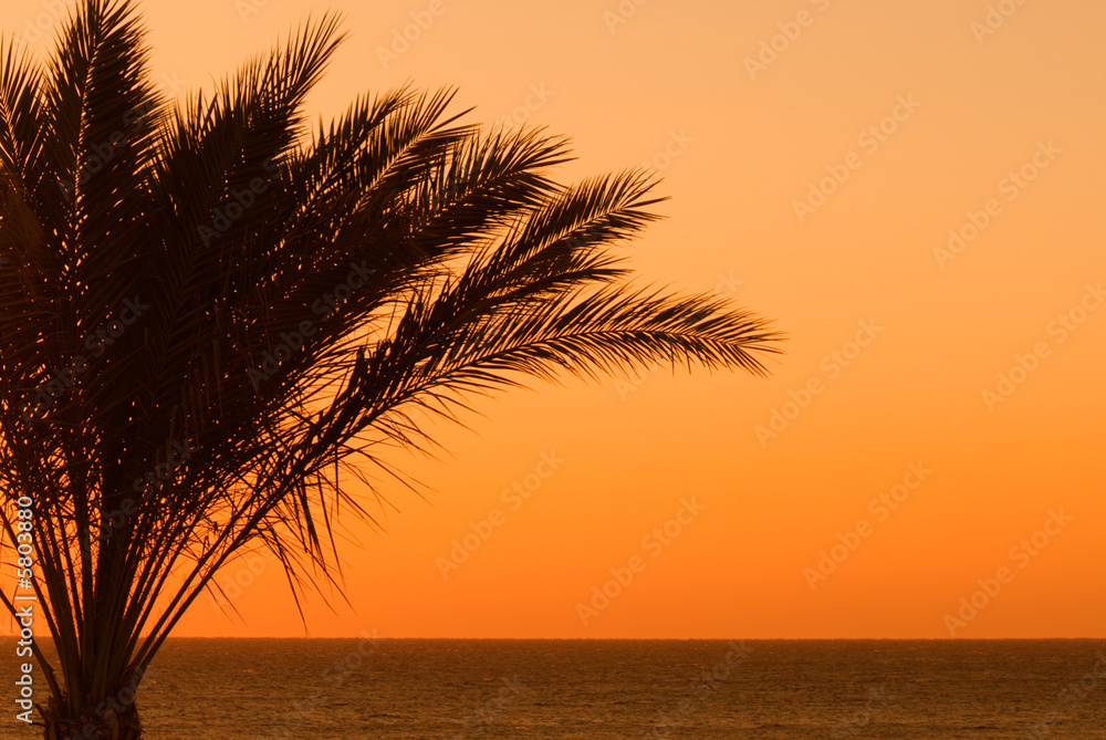 palmtree sunset
