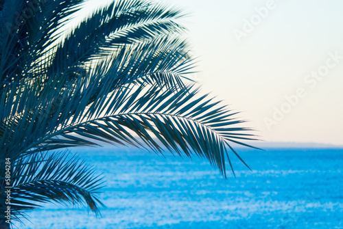 tropical palmtree
