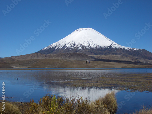 Vulkan Parinacota am Chungara See, Altiplano, Chile