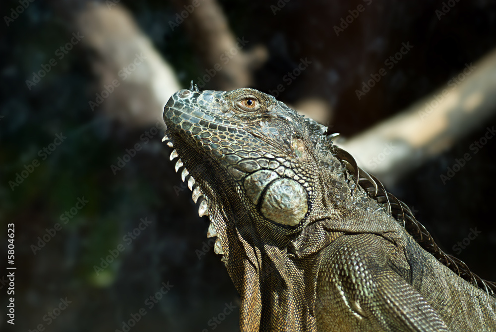 Obraz premium The Dragon