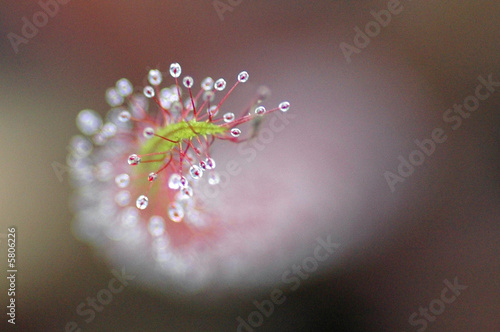 Drosera