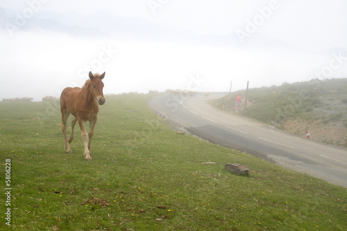 Horse in fog