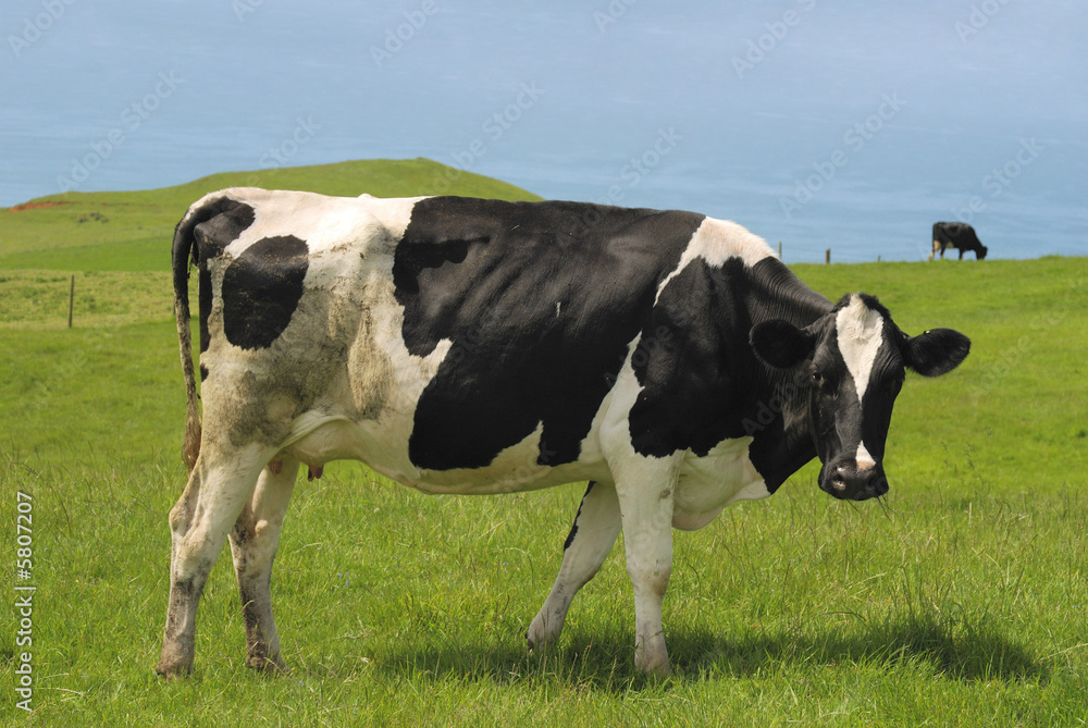 Single Holstein - Friesian cow
