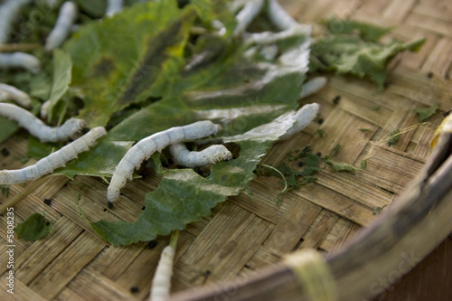 Obraz na plátně Vers a soie sur feuille de muriers