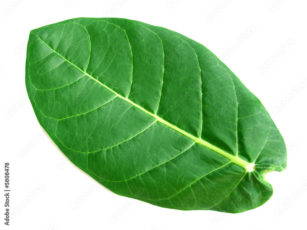 Obraz premium feuille recto