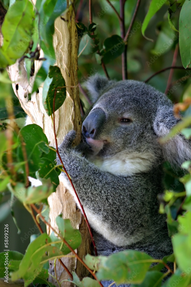 Obraz premium Koala Bear..