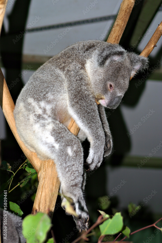 Naklejka premium Koala Bear..