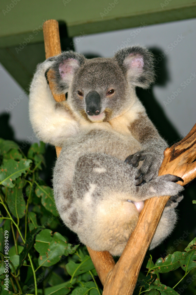 Fototapeta premium Koala Bear..
