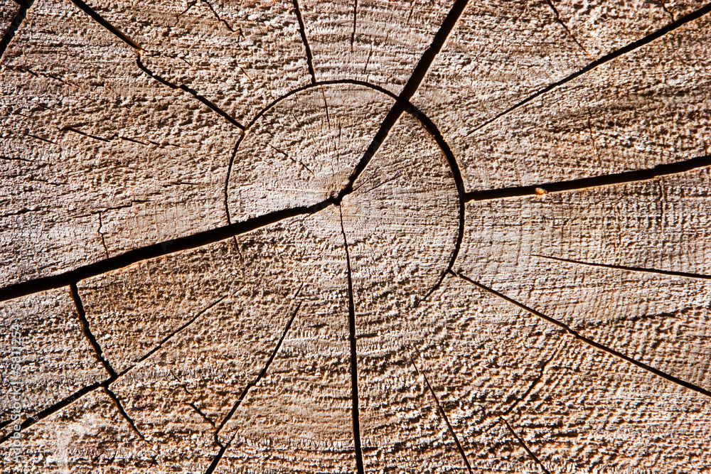 Fototapeta premium Natural wood texture background closeup