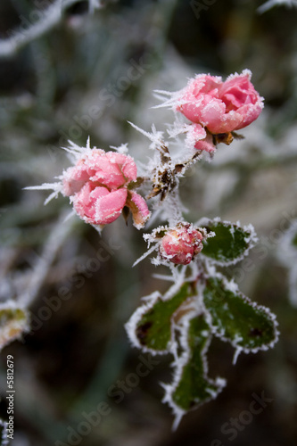 frozen roses
