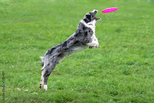 Border collie catching a frisbee in air