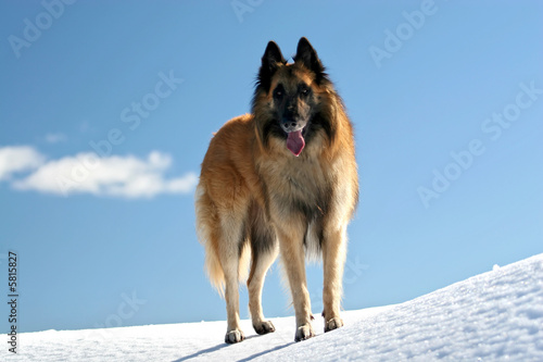 Belgian shepherd - tervueren on snow