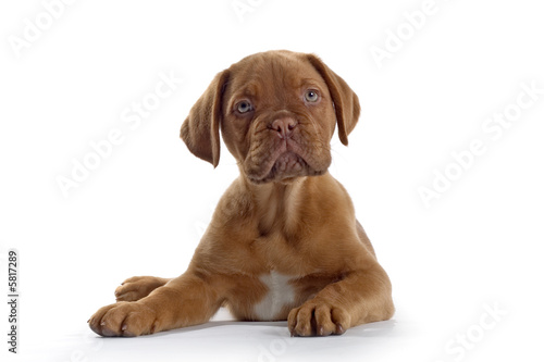  bordeaux dog  french mastiff puppy