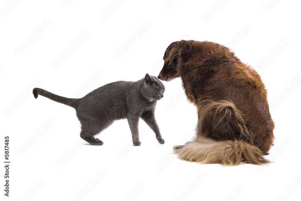 Grey British Short-haired cat and a brown dog Grey British Short-haired cat and a brown dog
