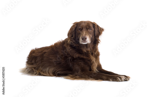 brown dog isolated on white