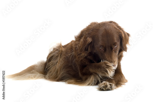 Fototapeta Naklejka Na Ścianę i Meble -  brown dog isolated on white