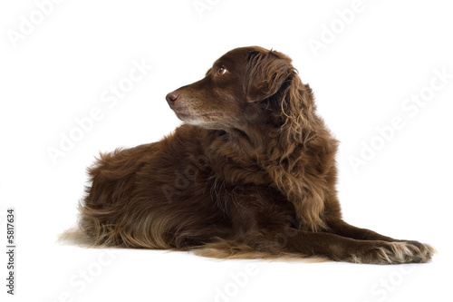 Fototapeta Naklejka Na Ścianę i Meble -  brown dog laying down and looking sidewards