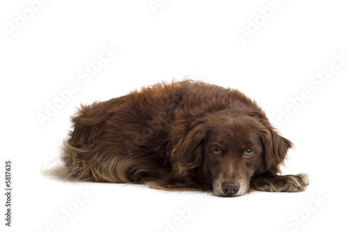 Fototapeta Naklejka Na Ścianę i Meble -  brown dog laying down and looking sad