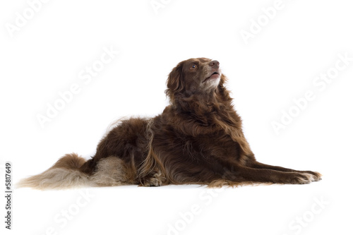 Fototapeta Naklejka Na Ścianę i Meble -  brown dog laying down and looking up