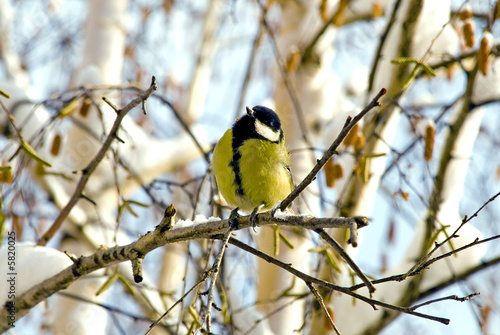 Little bird - titmouse © zoommer