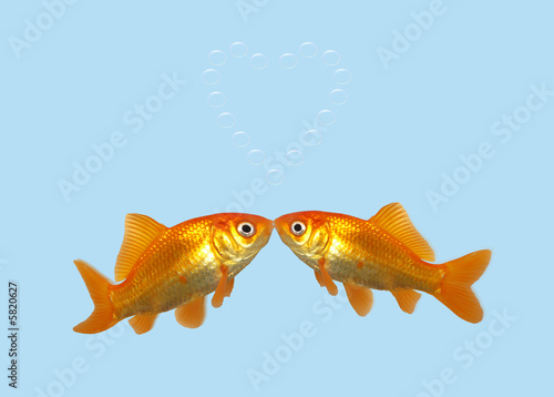 Gold fish kissing creating a heart of bubbles.