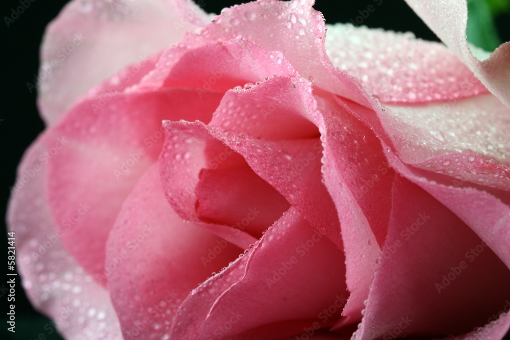passion rose passion rose