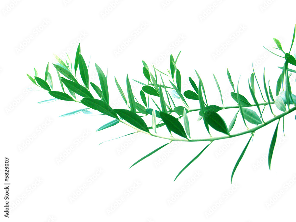 Naklejka premium rameau d'olivier de Provence