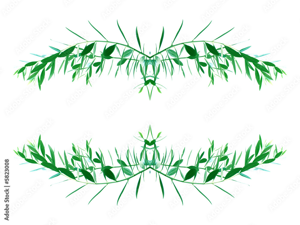 Obraz premium symétries de rameaux d'olivier