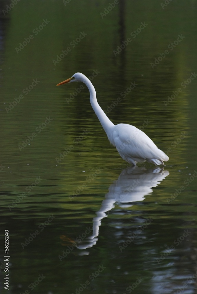 Fototapeta premium little egret looking for fish in the pond
