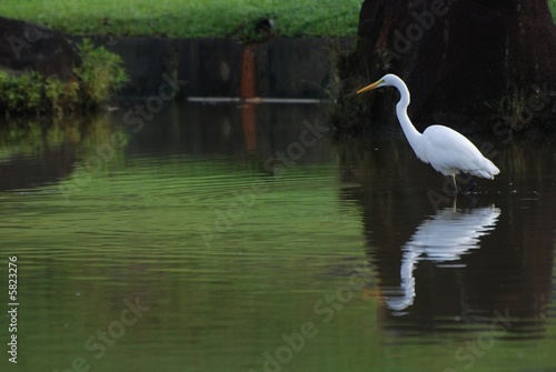 Wallpaper Mural little egret looking for fish in the pond Torontodigital.ca