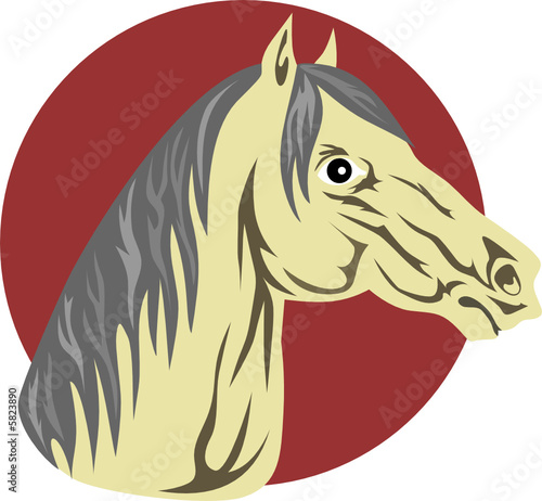 Arabian horse