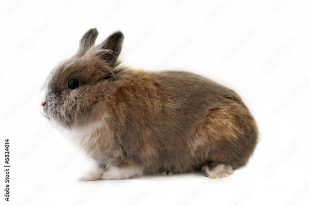 Obraz premium bunny profile