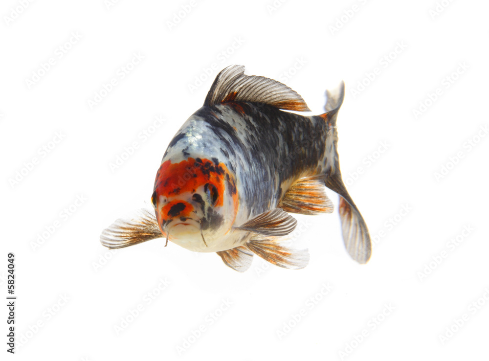 Fototapeta premium isolated koi fish
