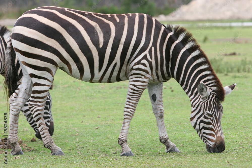 zebra