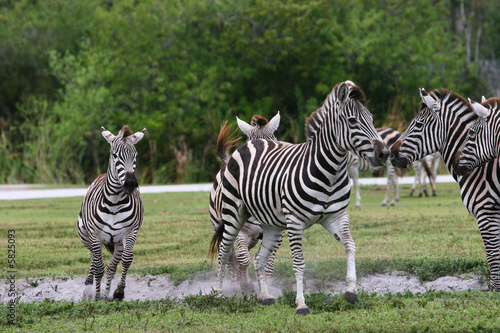 herd of zebras